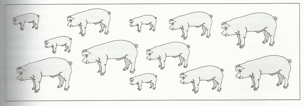 Com o objetivo de avaliar o efeito de quatro rações, A, B, C e D, sobre o peso de animais um pesquisador dispunha