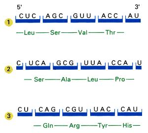 A fita de leitura (ORF) O código genético é de uma forma universal, qualquer organismo usa o mesmo código Fundamental para biotecnologia; Cada mrna tem 3 ORFs; Só uma delas codifica a proteína
