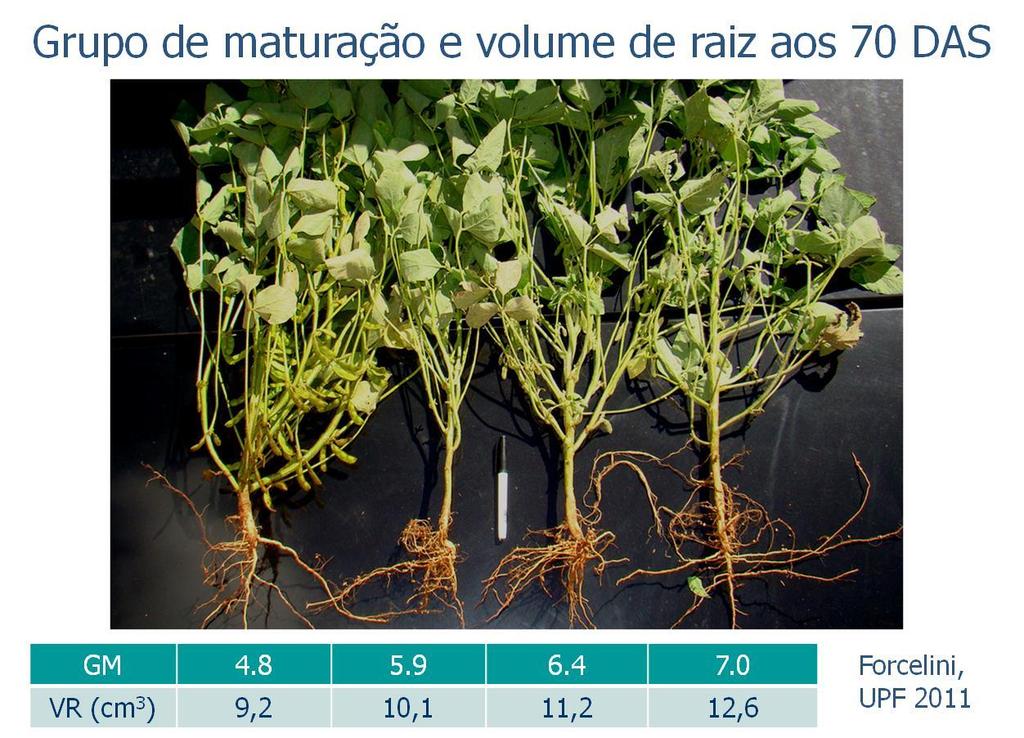 Fatores genéticos Nos últimos 30 anos: -rendimento da soja duplicou/triplicou; - ciclo reduziu em um