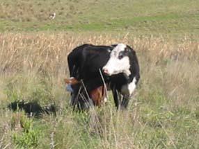Segue o fluxo normal das demais vacas do rebanho acasaladas na primavera/verão 2 o. Acasalamento (solteira) 48 m N D- J 400 kg 1 o.