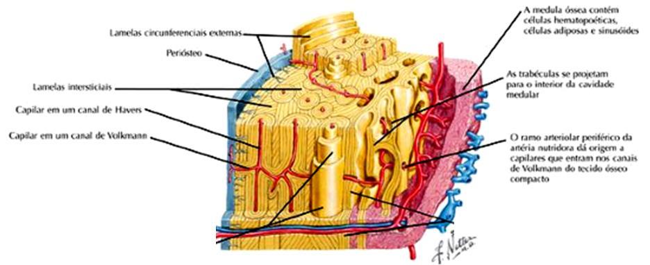 Crescimento em Espessura da Diáfise Lamelas circunferenciais externas Periósteo Lamelas intersticiais Capilar de um canal de Havers Medula óssea
