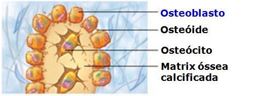 Ossificação Intramembranosa 2) 6. Osteoblastos secretam osteóide 7. Calcificação do osteóide 8.