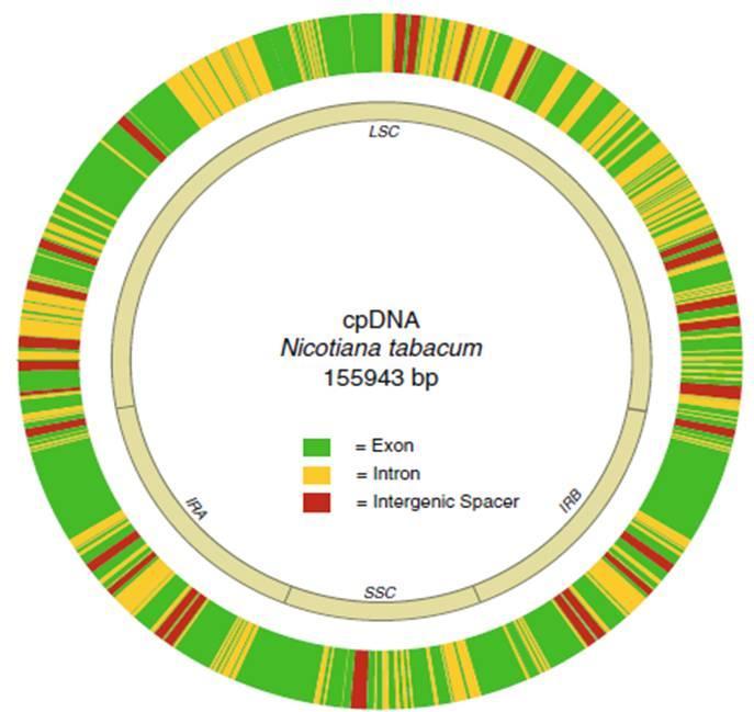 22 Em plantas podem ser encontrados os dois tipos de DNA citoplasmático, o mitocôndrial (mtdna) e o cloroplastidial (cpdna).