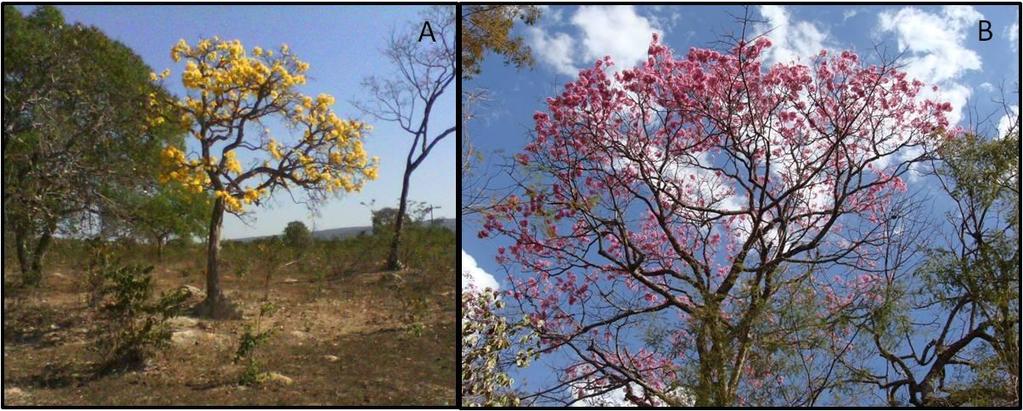 25 Figura 6. (a) Tabebuia aurea e (b) Tabebuia impetiginosa (sinonímia: Handroanthus impetiginosus) durante a estação de floração (fonte: A autora; Talita Cristina Mamedes).