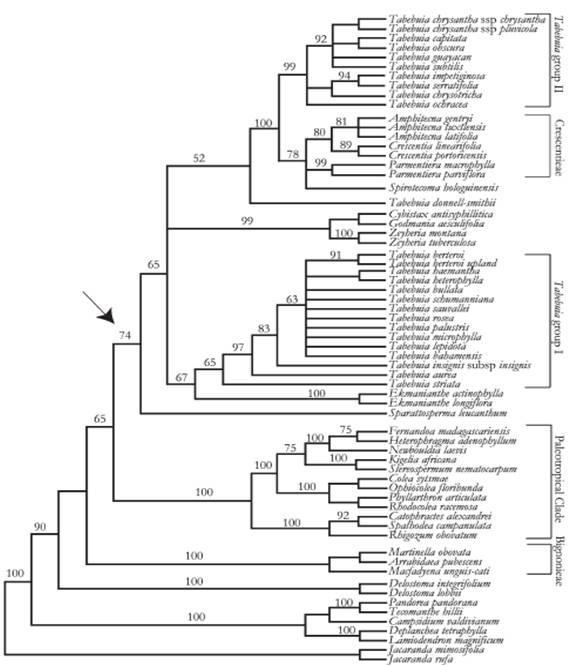 26 Figura 7. Relação monofilética de dois gêneros Neotropicais, gênero Tabebuia e o gênero Crescentieae. A seta indica a ligação evolutiva dos gêneros Neotropicais com alguns gêneros do Velho Mundo.