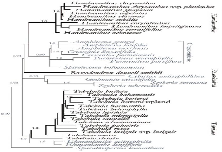 27 Figura 8. Nova filogenia do gênero Tabebuia. Em destaque os três novos gêneros: Handroantus; Roseodenfron e Tabebuia (fonte: Grose & Olmastead, 2007b).