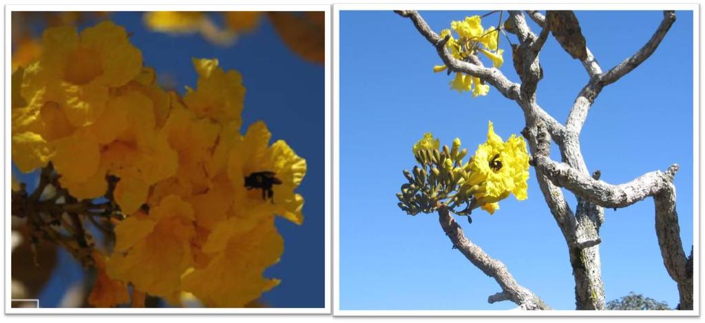 30 Figura 10. Abelhas do gênero Bombus visitando uma flor de Tabebuia aurea (fonte: Collevatti, RG; Fernando Pessoa).