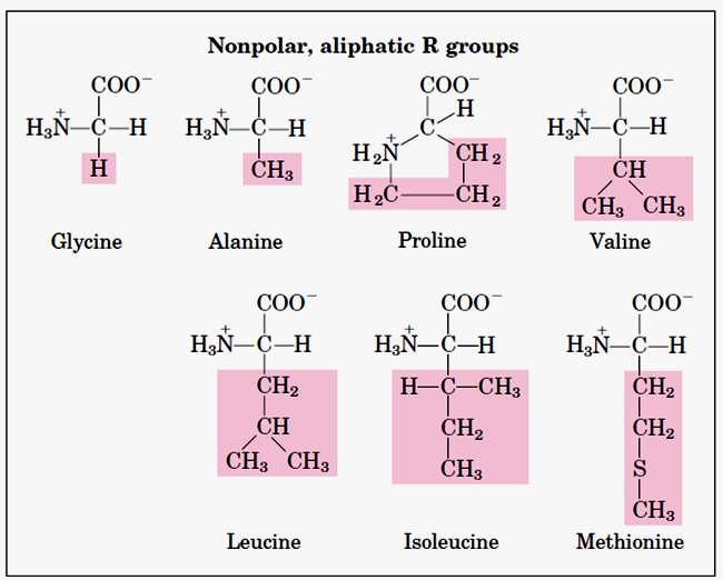 Aminoácidos Apolares,
