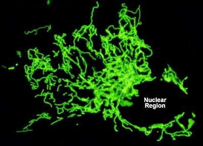 Protein (GFP) S65T aumento de