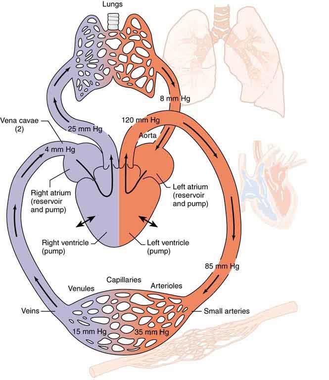 LEI DE POISEUILLE EXPLICA : Schematic of the circulatory system. Pressure difference is created by the two pumps in the heart and is reduced by resistance in the vessels.