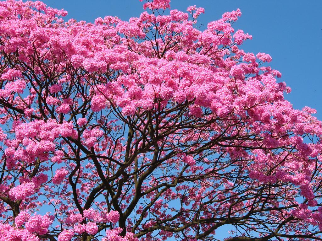 FRATERNIDADE E SUPERAÇÃO DA VIOÊNCIA Costuma-se dizer que o Brasil é um país abençoado. Ressaltam-se a diversidade e a fartura propiciadas pela natureza generosa.