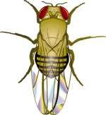 Mosca da fruta Drosophila melanogaster Cada cromossomo com um conjunto de