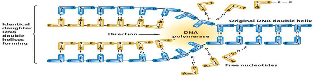 Replicação do DNA