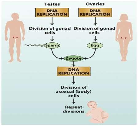 Três propriedades necessárias do DNA: 1) Replicação 2) Criação da forma 3) Mutação A