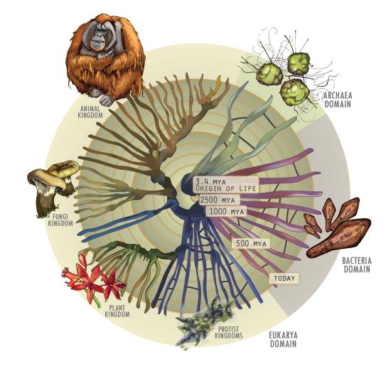 Árvore da vida Três grandes reinos da vida na Terra. Bactérias e Archæas são unicelulares procariotos que se distiguem pela membrana celular e pelos processos bioquímicos.