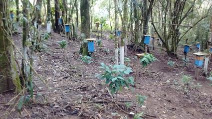 Fotos 29 e 30: Manejo e local de criação das abelhas sem ferrão Informações Técnicas - SAFRA AGRÍCOLA 2016/2017 As atividades operacionais agrícolas referentes à safra iniciou com a coleta da amostra