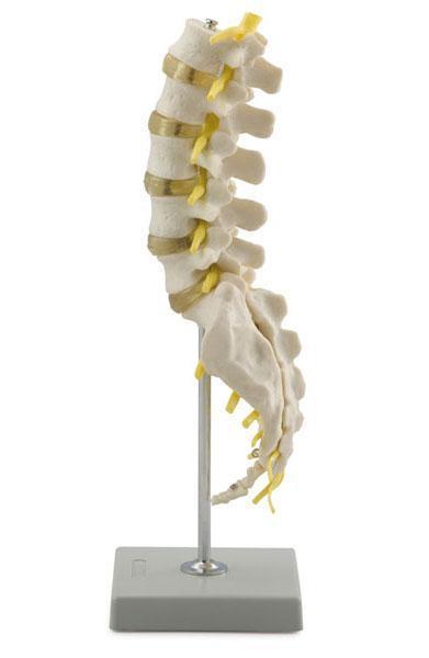 Coluna vertebral lombar, sacral e coccígea Altay Scientific http://www.altayscientific.com/en/products/details/6041.