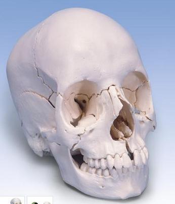 Crânio de encaixe 3B Scientific https://www.3bscientific.com.br/cranio-de-encaixe-3b-scientific-versao-anatomica-em-22- partes-a290,p_55_53.