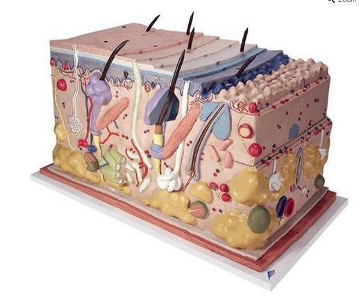 Pele (bloco) 3B Scientific https://www.3bscientific.com.br/pele-modelo-em-bloco-70-vezes-o-tamanho-naturalj13,p_54_314.