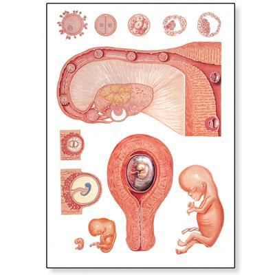 Pôster de embriologia I 3B Scientific https://www.3bscientific.com.br/embriologia-i-v2066u,p_1366_2150.