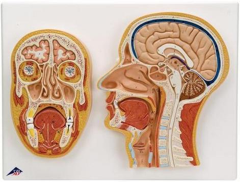 Secção frontal e sagital mediana da cabeça e pescoço 3B Scientific https://www.3bscientific.com.