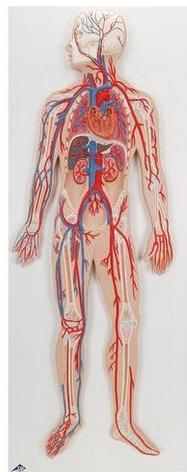 Sistema circulatório 3B Scientific https://www.3bscientific.com.br/sistema-circulatorio-g30,p_33_297.