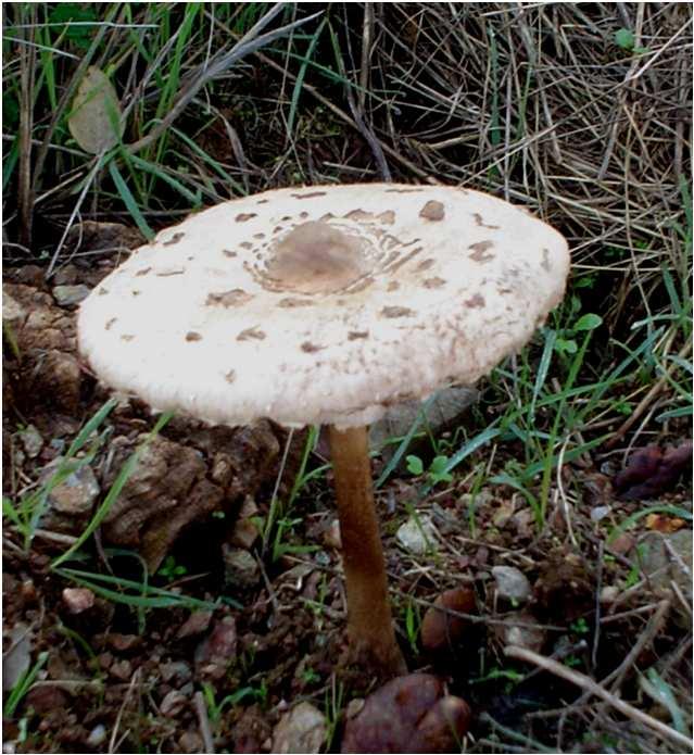 (Macrolepiota