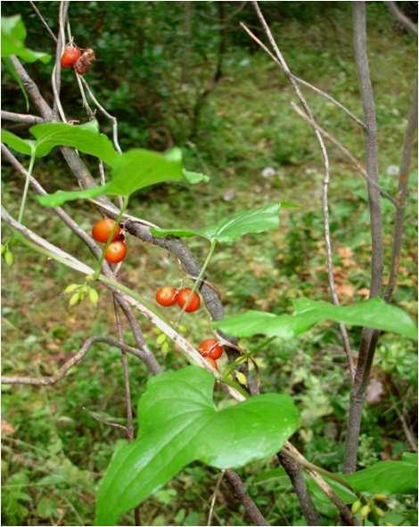 (Arum italicum)