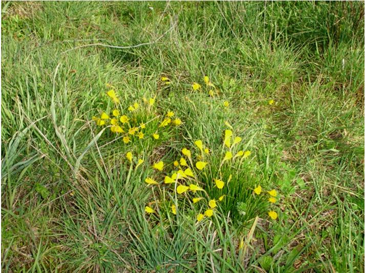 Espécies vegetais de