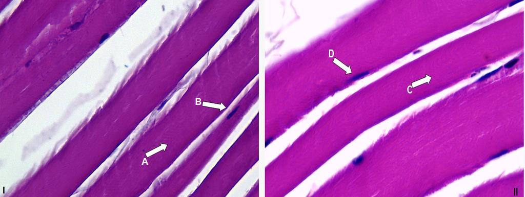 Aspectos histológicos dos músculos da região da escápula e do braço de anta - Tapirus terrestris Perisodactyla, Tapiridae 3 os aspectos histológicos do cíngulo escapular e braço de Tapirus terrestris.