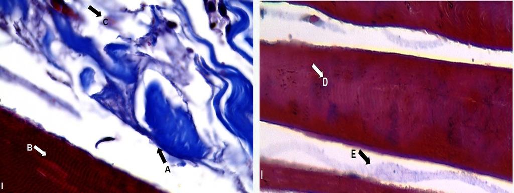 Aspectos histológicos dos músculos da região da escápula e do braço de anta - Tapirus terrestris Perisodactyla, Tapiridae 5 Figura 4 - Figura 4: Micrografia histológica em corte longitudinal corada