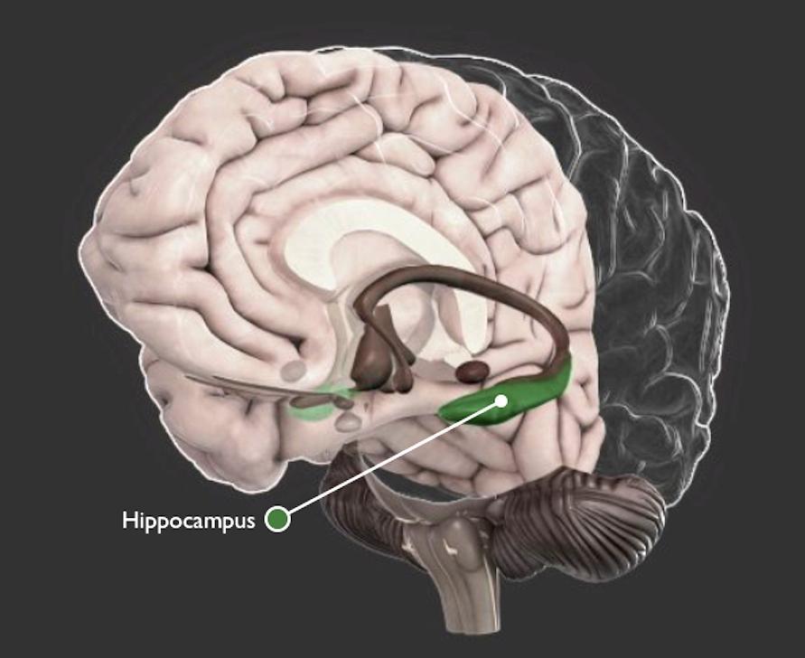 Imagem adquirida do app Brain 3D O hipocampo de tamanho aumentado está intimamente ligado com boa memória e função cognitiva; inversamente, a atrofia do hipocampo é associada com o desenvolvimento de