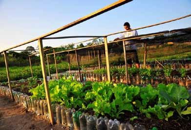 Horta escolar e comunitária Reforço na merenda de uma ou