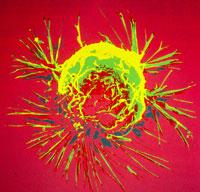 cancerígenas crescem mais rápido de que as células