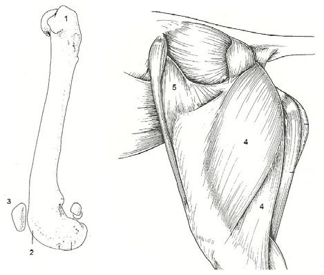 Com a retração da fáscia lata, o músculo vasto lateral é exposto e em seguida é retraído com o com o auxilio de um afastador de Hohmann (POZZI e LEWIS, 2009).