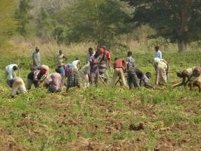 produção do arroz na baixa Zambézia; Criadas 3