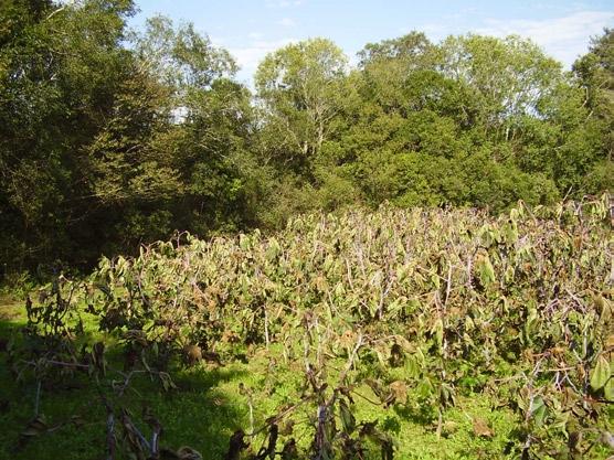 14 Zoneamento Agroclimático para Mamona no Rio Grande do Sul Figura 1.