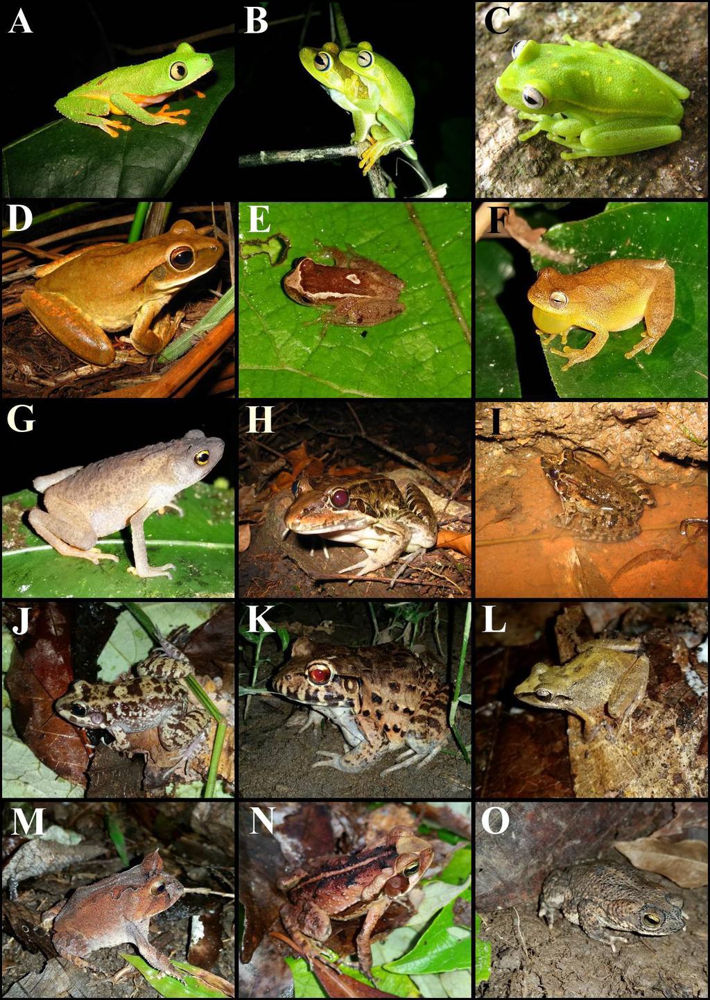 New additions to the herpetofauna of the Dois Irmãos State Park, Brazil 249 Figure 2.