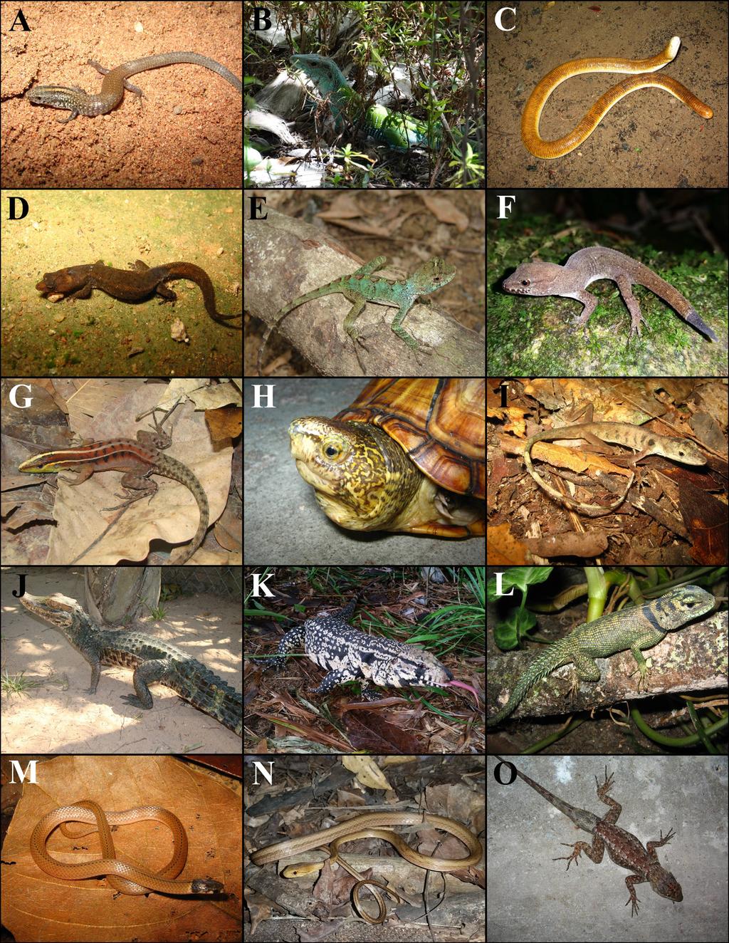 250 Íris Virgínea Melo et al. Figure 3. Some of the reptile species found in the Dois Irmãos State Park, municipality of Recife, Pernambuco State, northeastern Brazil.