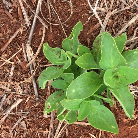 Plantas daninhas Em todas as regiões: