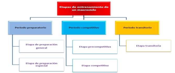 Padilla 11 ensina como exemplo uma periodização simples de Matveev para uma equipe de beisebol de 16 a 18 anos. A figura 5 mostra o desenho esquemático da periodização simples de Matveev.