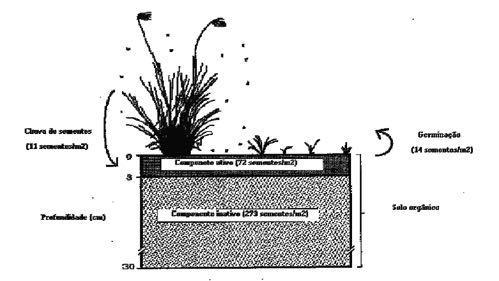 DINÂMICA DO BANCO DE SEMENTES DE PLANTAS DANINHAS Harper, 1977 Ciclo de vida das plantas daninhas anuais chuva de sementes 11 sementes/m 2 germinação 14 sementes/m