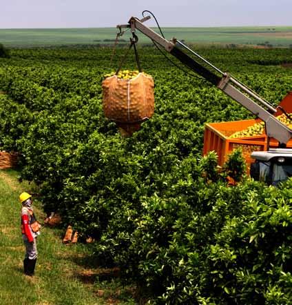 Os laranjais que fornecem a fruta para a indústria processadora de suco de laranja ocupam uma área de apenas 600 mil hectares.