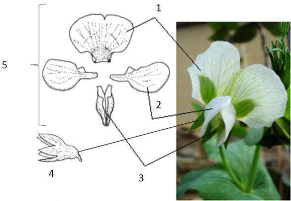 1) Identifique as estruturas na figura