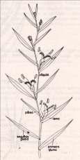 Poaceae - flor Flósculo Espigueta Flósculo =
