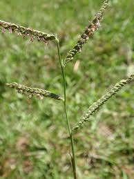 Poaceae - flor