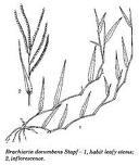 Poaceae -