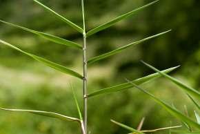 Poaceae - folha Lâmina Folha Bainha Nervuras