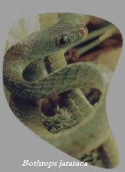 Bothrops jararaca, Brit.. J.