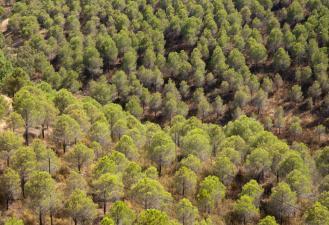 em 2013) Reserva Agrícola Nacional (RAN); Plano Municipal de Defesa da Floresta Contra Incêndios (PMDFCI)